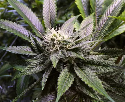 November Strain Spotlight: Sour Diesel