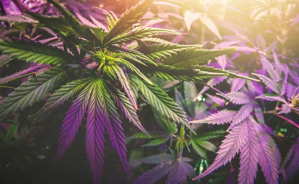Weed