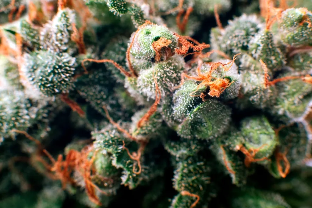 Terpenes