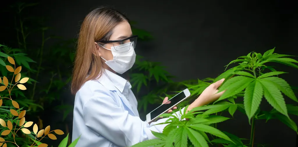 Focus and Memory: How Cannabis Influences Study Performance
